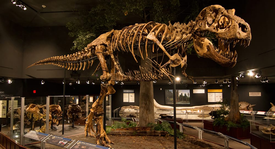 10 of the World’s Best Dinosaur Museums | Paleontology World